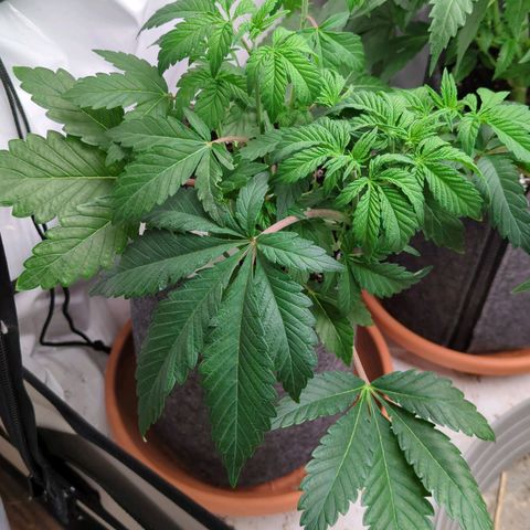 🍊 Creampop  growlog timeline photo