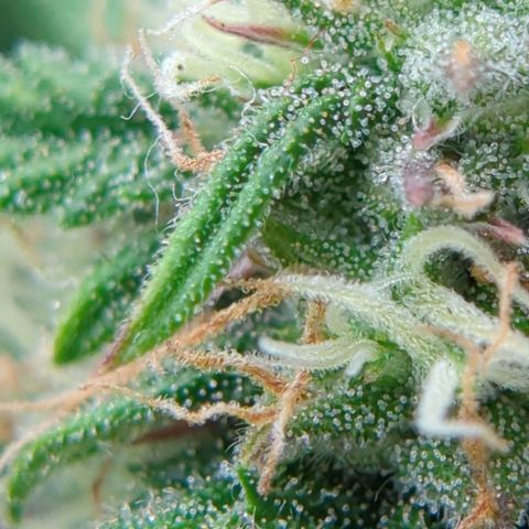 Auto Durban Poison growlog timeline photo