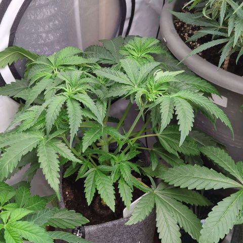 Jelly Donutz  growlog timeline photo