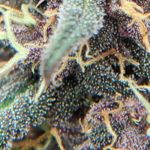 Frozen Face Auto  growlog timeline photo