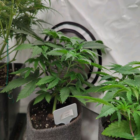 Golden Sands  growlog timeline photo