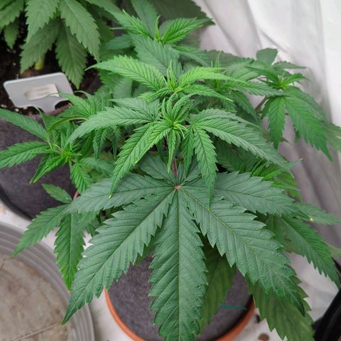 Amnesia Mac Ganja growlog timeline photo