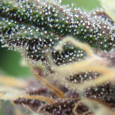 Frozen Face Auto  growlog timeline photo