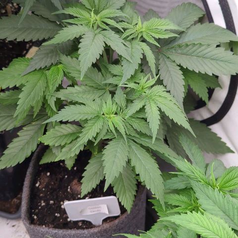 Golden Sands  growlog timeline photo
