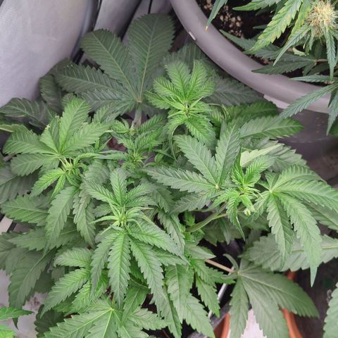 Jelly Donutz  growlog timeline photo