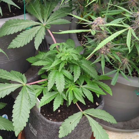Schaum growlog timeline photo
