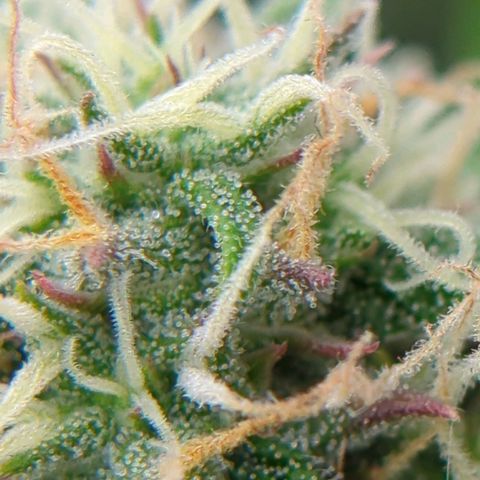 Auto Durban Poison growlog timeline photo