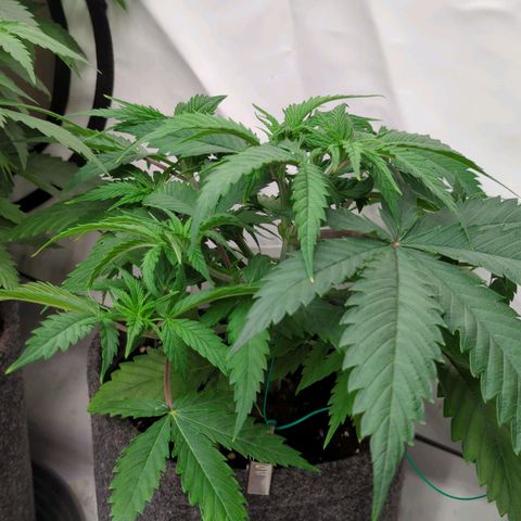 Amnesia Mac Ganja growlog timeline photo