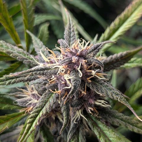 Frozen Face Auto  growlog timeline photo