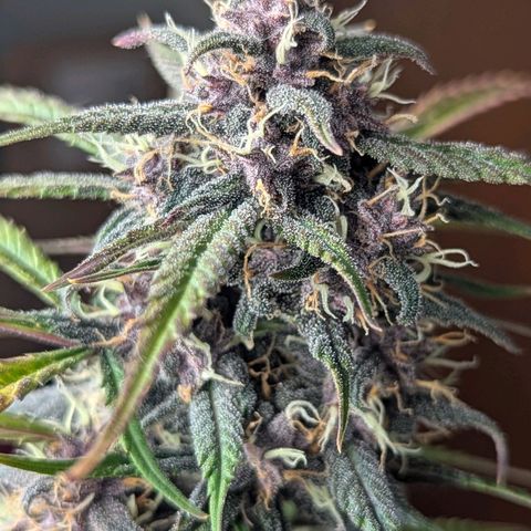 Frozen Face Auto  growlog timeline photo