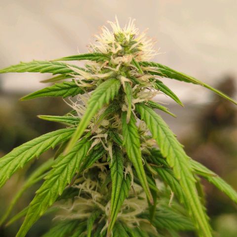 Auto Yuhbary growlog timeline photo