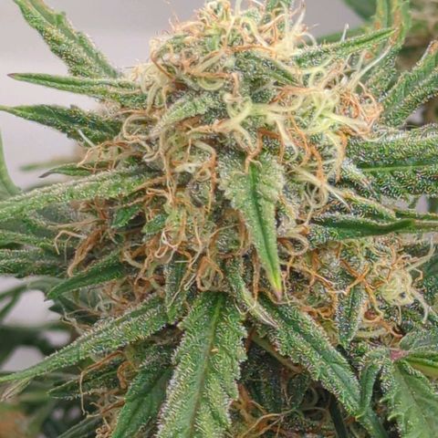 Fat Monkey Auto growlog timeline photo
