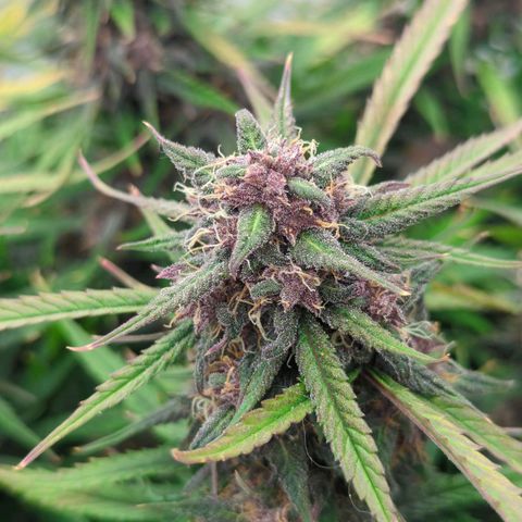 Frozen Face Auto  growlog timeline photo