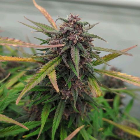 Frozen Face Auto  growlog timeline photo