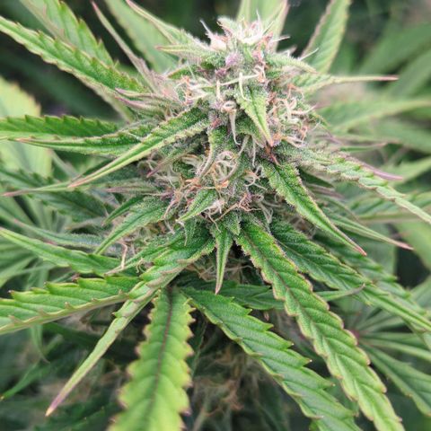 Auto Durban Poison growlog timeline photo