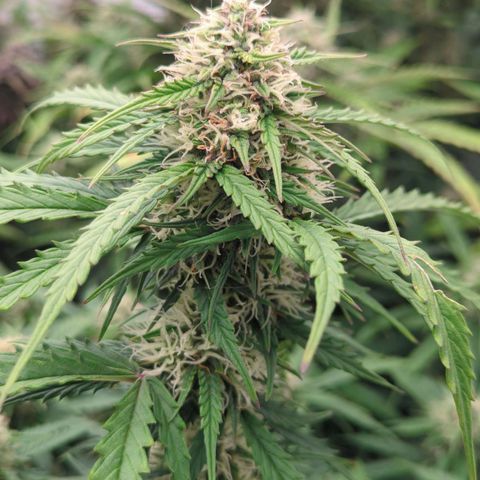 Permanent WhiteMarker Auto growlog timeline photo