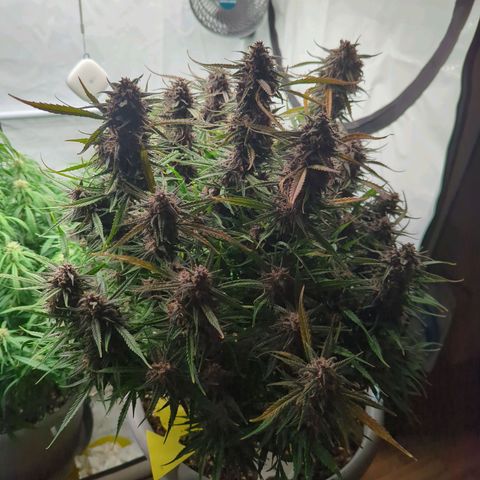 Frozen Face Auto  growlog timeline photo