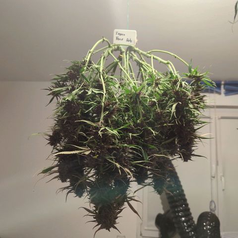 Frozen Face Auto  growlog timeline photo