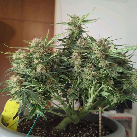 Fat Monkey Auto growlog timeline photo