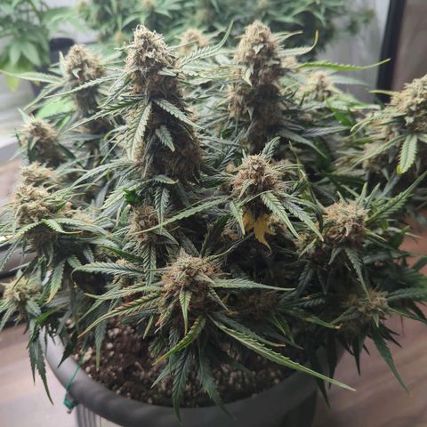Fat Monkey Auto growlog timeline photo