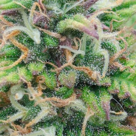 Permanent WhiteMarker Auto growlog timeline photo
