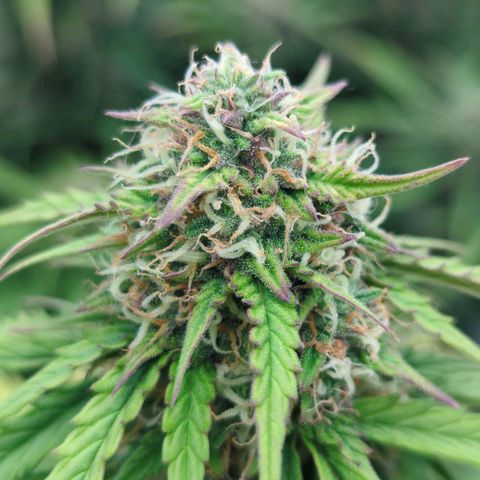 Permanent WhiteMarker Auto growlog timeline photo
