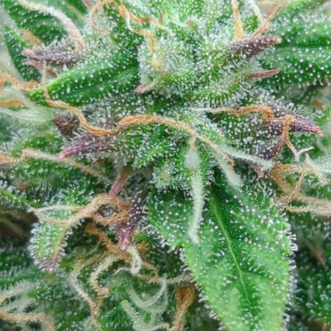 Auto Durban Poison growlog timeline photo