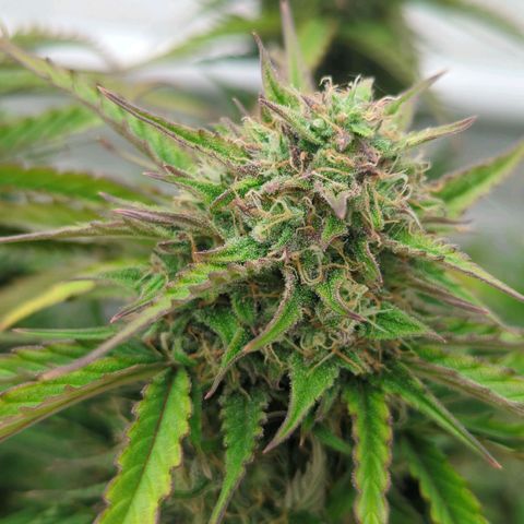 Auto Durban Poison growlog timeline photo