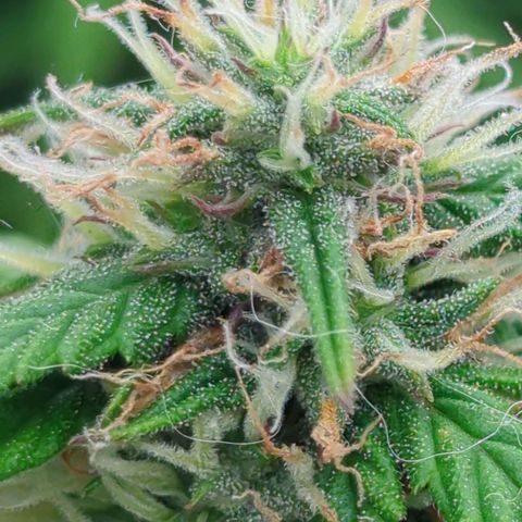 Auto Yuhbary growlog timeline photo