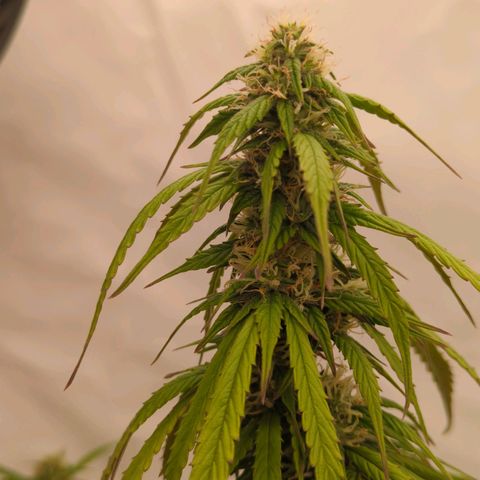 Auto Yuhbary growlog timeline photo