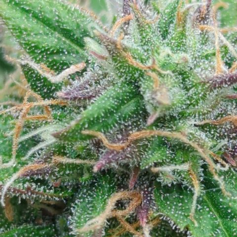 Auto Durban Poison growlog timeline photo