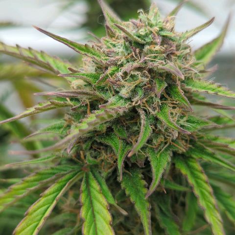 Auto Durban Poison growlog timeline photo