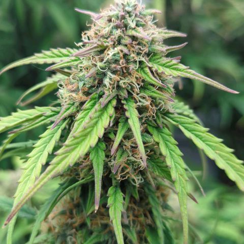 Permanent WhiteMarker Auto growlog timeline photo