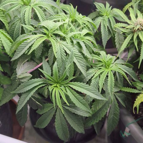 Schaum growlog timeline photo