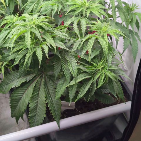 Jelly Donutz  growlog timeline photo