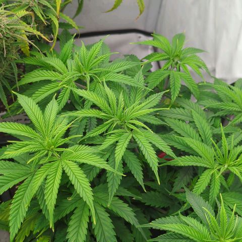 Amnesia Mac Ganja growlog timeline photo