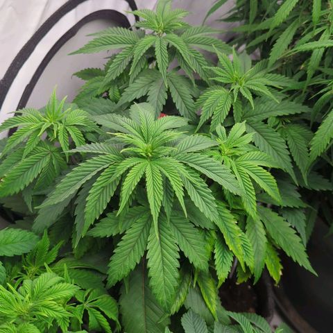 Golden Sands  growlog timeline photo