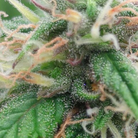 Auto Yuhbary growlog timeline photo