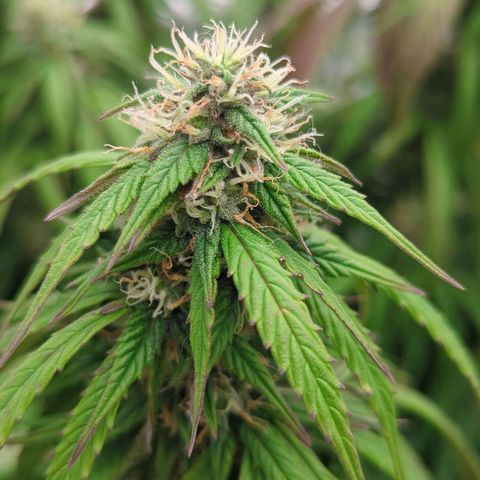 Auto Yuhbary growlog timeline photo