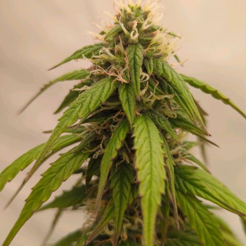 Auto Yuhbary growlog timeline photo