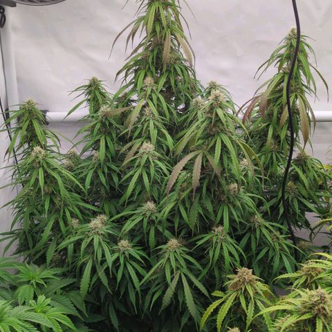 Auto Yuhbary growlog timeline photo