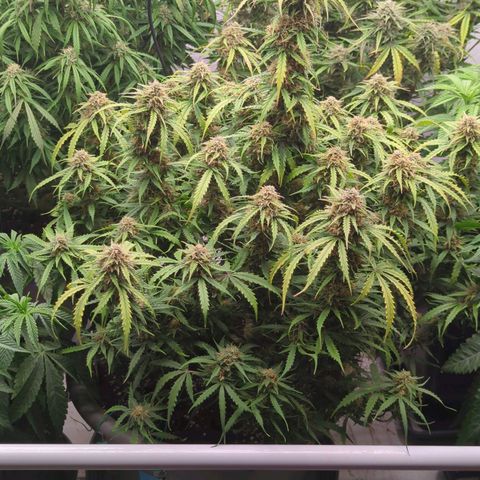 Permanent WhiteMarker Auto growlog timeline photo