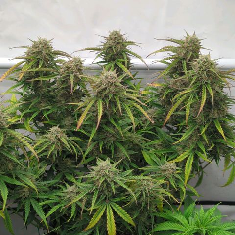 Auto Durban Poison growlog timeline photo