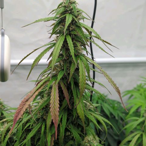 Auto Yuhbary growlog timeline photo