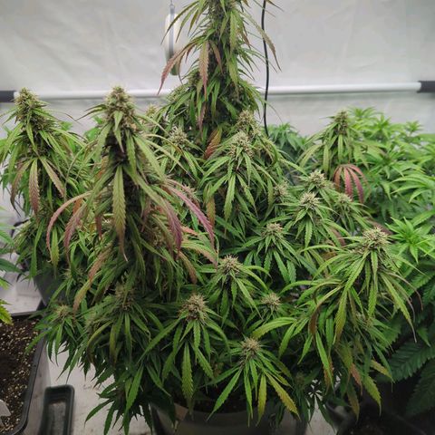 Auto Yuhbary growlog timeline photo