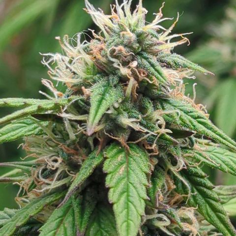 Auto Yuhbary growlog timeline photo