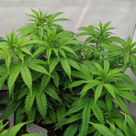 Amnesia Mac Ganja growlog timeline photo