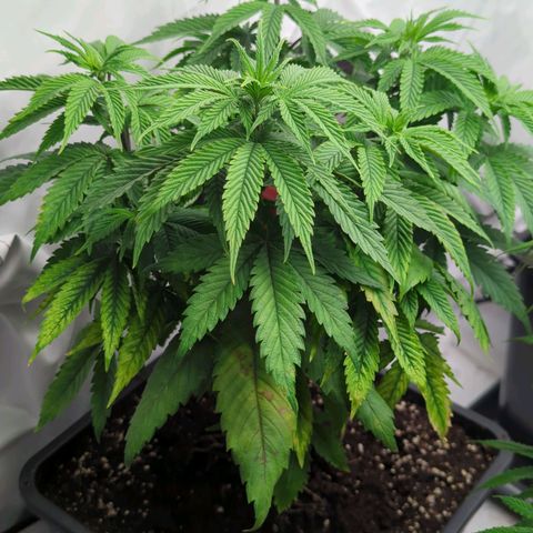 Golden Sands  growlog timeline photo