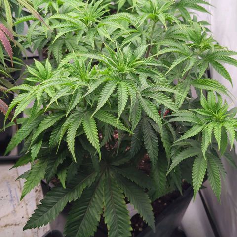 Jelly Donutz  growlog timeline photo