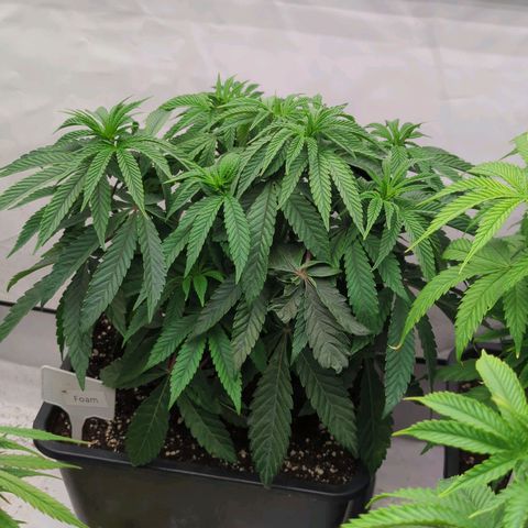 Schaum growlog timeline photo